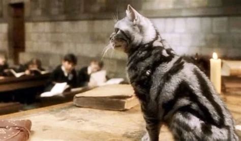 What Kind of Cat Was Professor McGonagall in Harry Potter? Cinema ...