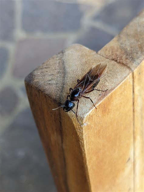 Winged Carpenter Ants