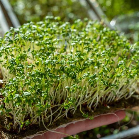 Lettuce Microgreens Organic Seeds | Super Salad Greens | Easy to Grow ...