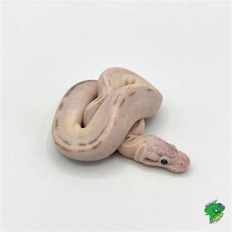 Image result for Ivory Ball Python