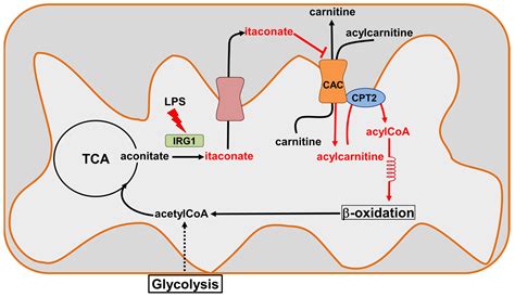 Inhibition of the Mitochondrial Carnitine/Acylcarnitine Carrier by ...