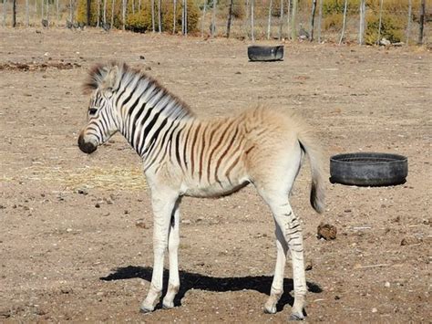 Perfect for all animal lovers looking for a family friendly affordable ...