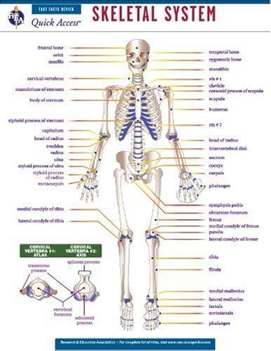 Skeletal System Reas Quick Access Reference Chart Quick Access ...