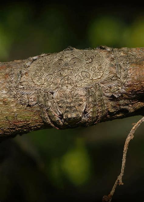 The Wrap-around Spider or Dolophones conifera (Australia) can flatten ...