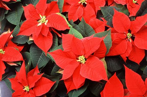 The Plant of Christmas: The Poinsettia | Mobile Ranger