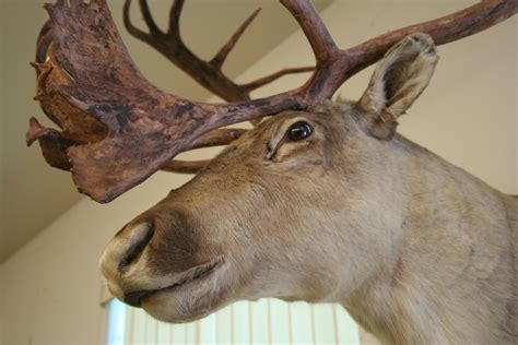 Exploring the unknown: Rod & Gun Club - Richmond Confidential