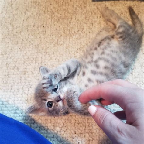 Kitten Season 101 - Alexandria Animals