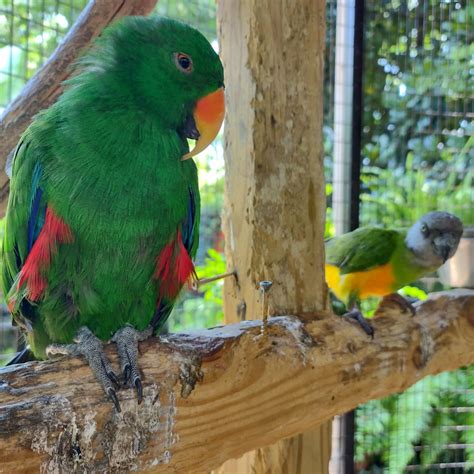 DUNROVIN EXOTIC ANIMAL SANCTUARY (2025) All You Need to Know BEFORE You ...