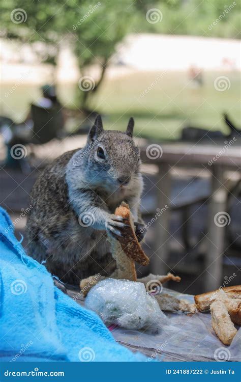 Hungry Squirrel Eating Bread at a Picnic Stock Photo - Image of animal ...