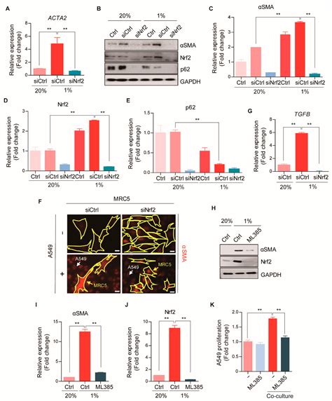 p62-Induced Cancer-Associated Fibroblast Activation via the Nrf2-ATF6 ...