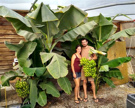 Bananas Growing