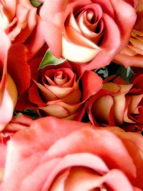 Gül Resimleri (1. Katalog) - Sayfa 6