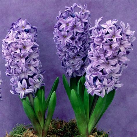 Planting and Growing Hyacinth Flower Bulbs - Birds and Blooms
