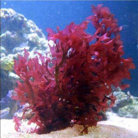 Live Saltwater Gracilaria Pom Pom Red Macro Algae 1 Inch Frag Refugium ...