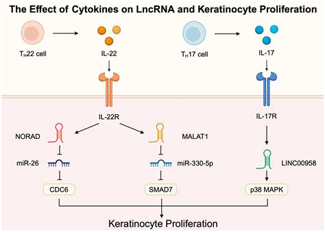 The Role of Long Non-Coding RNA in the Pathogenesis of Psoriasis