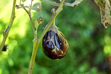 Huerto en diciembre - Recetas de Esbieta
