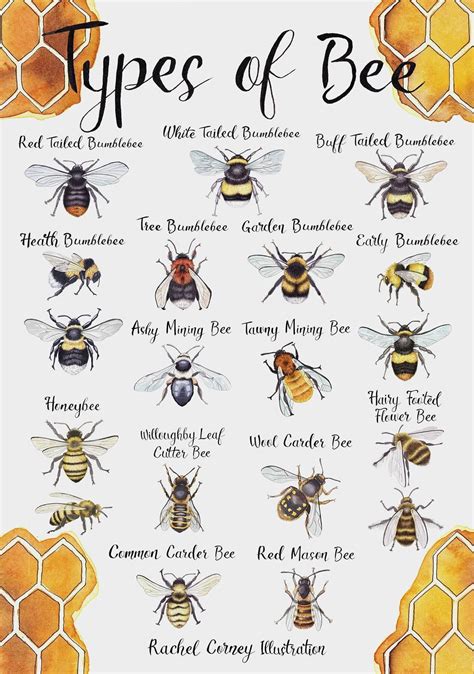 Image result for Bee Coding Java