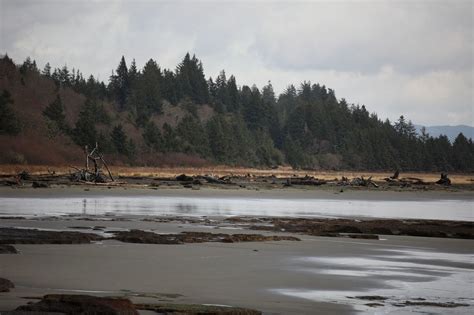 Commitment to tribal partners restores Shoalwater Bay Dune, protects ...