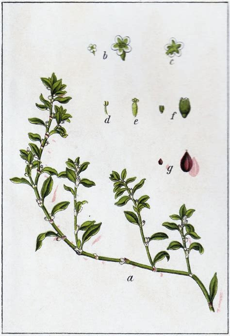 Polygonum aviculare L. | Plants of the World Online | Kew Science