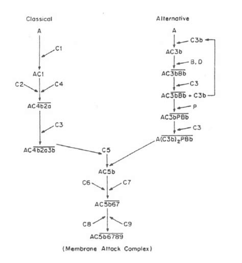 3. The complement pathway. | Download Scientific Diagram