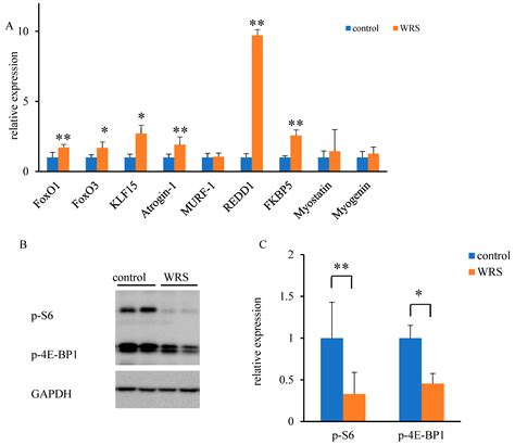Chronic Stress Induces Type 2b Skeletal Muscle Atrophy via the ...