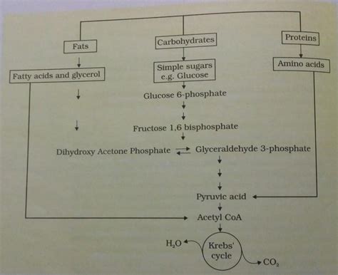 How energy is formed from oxidationof carbohydrates, fats and proteins ...