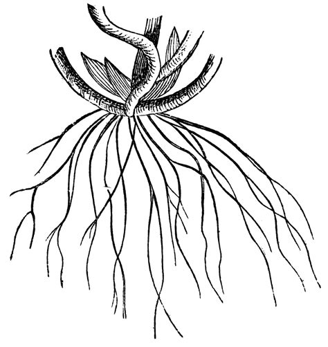 Free Root Cliparts, Download Free Root Cliparts png images, Free ...