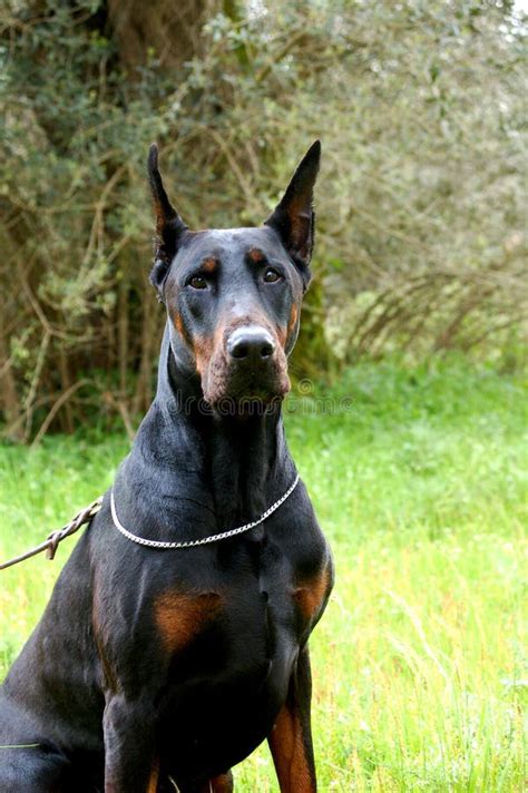 Doberman Scary 的图像结果