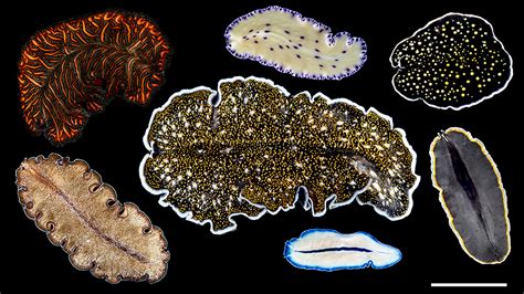 New research on polyclad flatworms is anything but flat