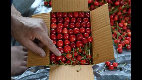 Cherries start arriving in Valley markets, bumper season on cards