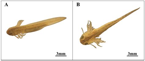 Pre-Embryonic Period Observation Shows a Unique Reproductive Strategy ...