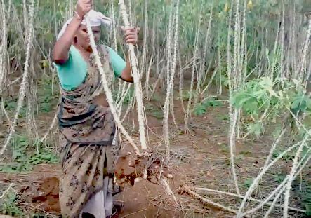 Horticulture :: Vegetables::Tapioca