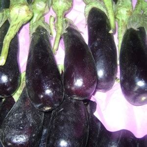 UGRA Brinjal Seed Price in India - Buy UGRA Brinjal Seed online at ...
