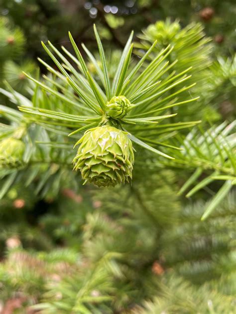 Cunninghamia lanceolata - Chinese fir | Westonbirt