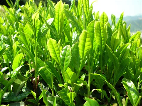 Horticulture :: Plantation Crops :: Tea