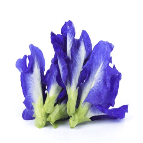 Shankhpushpi (Convolvulus pluricaulis) – Hiral Health