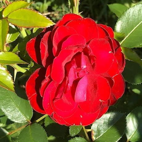 Verbatim 43888 Ultra HD 4K External Slimline Blu-ray Writer USB 3.2 GEN ...