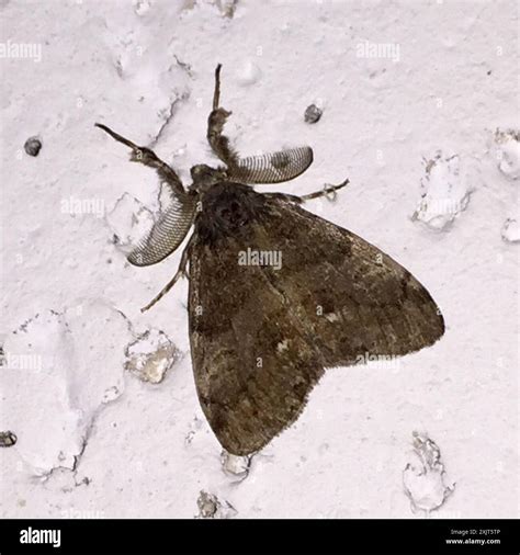 White-marked Tussock Moth (Orgyia leucostigma) Insecta Stock Photo - Alamy