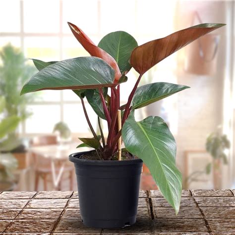 Red Philodendron live Plant Indoor Money Plant for Good luck ...
