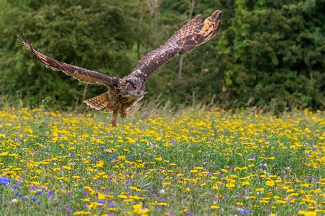Do Owls Bite: How Dangerous Are They to Human and Other Animals ...