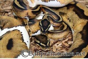 Breeding Age and Weight - Ball Python Care