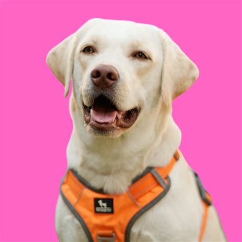 Animal Angels | India's Leading Animal Assisted Interventions Programe ...