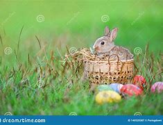Image result for Bunny and Eggs