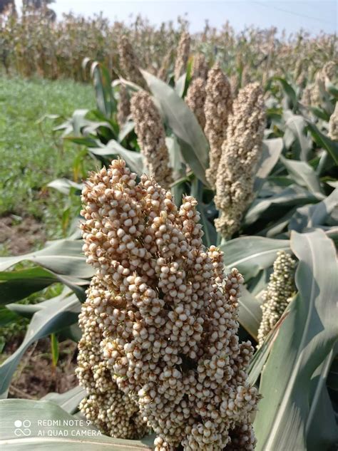 Planting and growing guide for quinoa chenopodium quinoa – Artofit