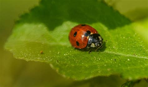 Ladybug Spots Photos, Download The BEST Free Ladybug Spots Stock Photos & HD Images