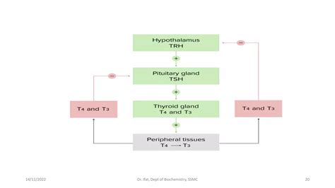 Thyroid Function Test Explained 的图像结果