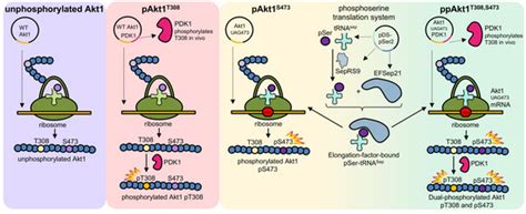 Phosphorylation-Dependent Inhibition of Akt1