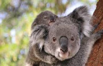 Amazing 4 Days Sydney Tour Package | sydney Trip Package for 3 Nights/4 ...