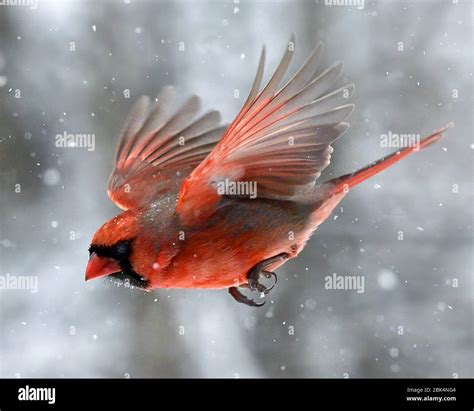 Cardinal Bird Flying Cardinal Bird Flying Hi Res Stock Photography And