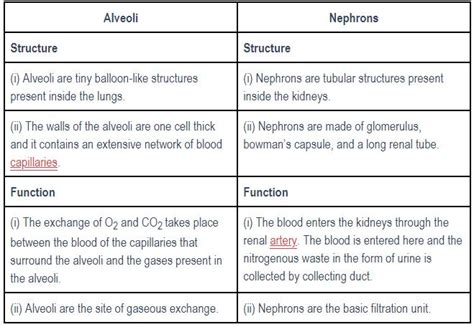 Give four differences between the alveoli and nephron on the base of ...